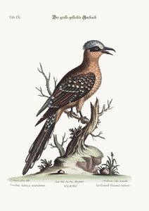 伟大的斑点Cuckow，1749-73